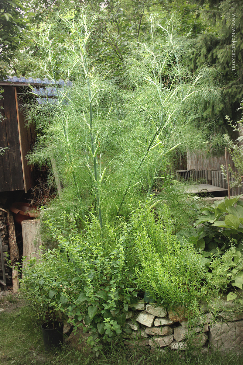 Foeniculum vulgare