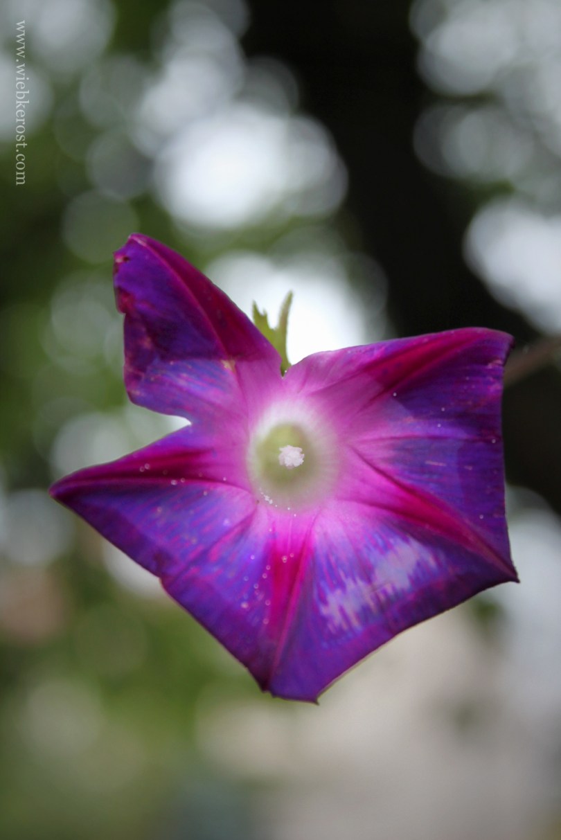 Ipomoea purpurea
