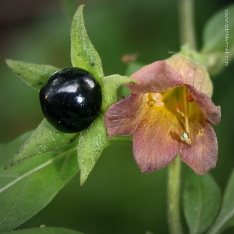 Atropa belladonna