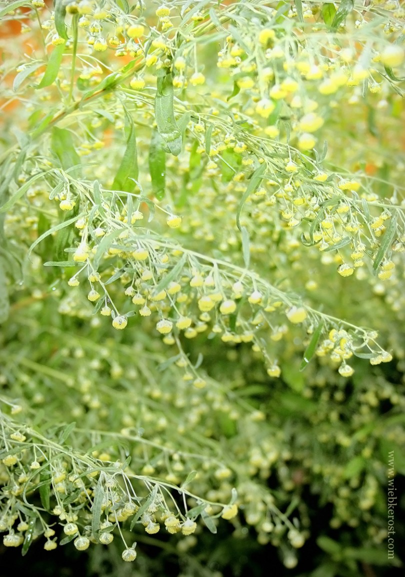 Artemisia absinthium