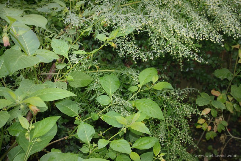 Belladonna and Wormwood