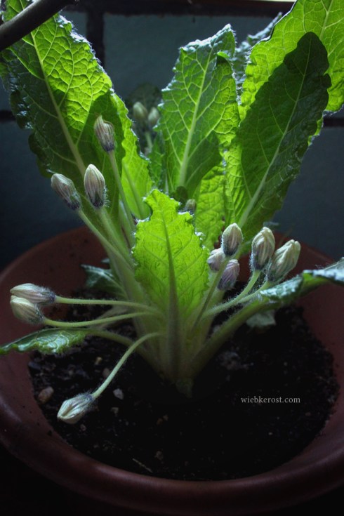 Mandrake Flowering