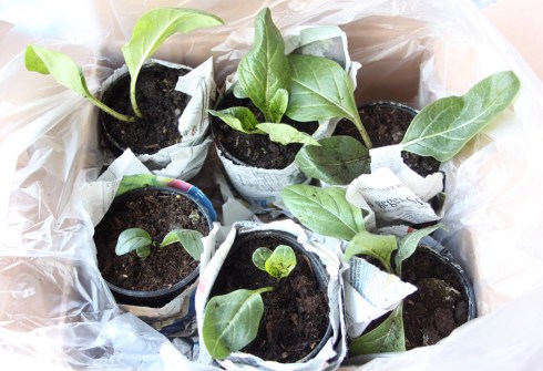 Mandragora officinarum plantlets