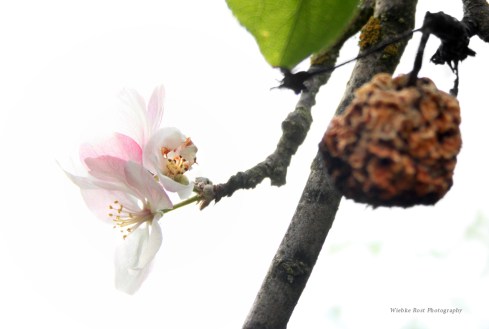 Apple blossom