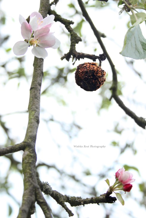 Apple blossom