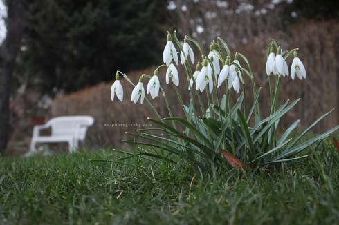 Snowdrops and Garden Bench