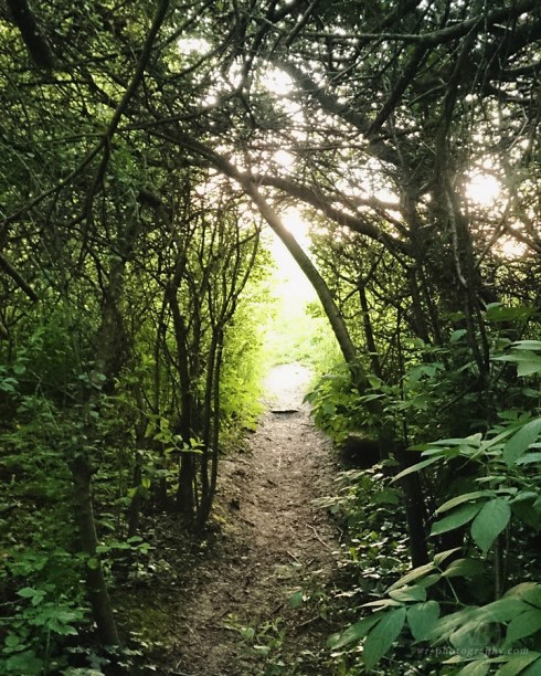 2016 05 29 Thorngate