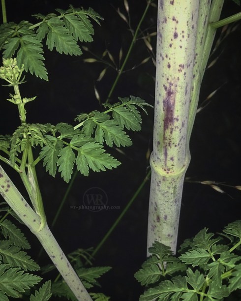 2016 05 29 Schierling